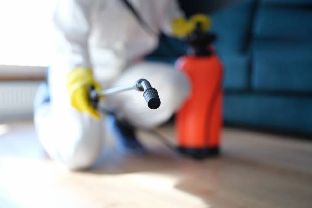 Best Basement Mold Removal  in Rahway, NJ