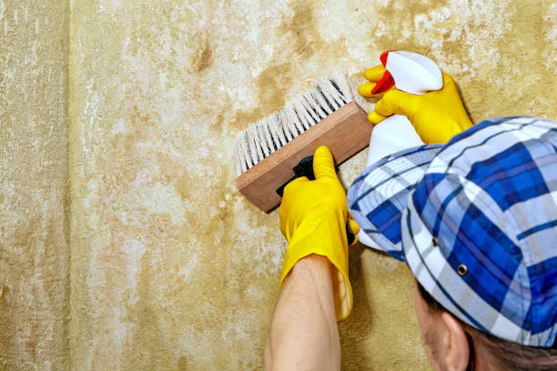 Biohazard Mold Removal in Rahway, NJ