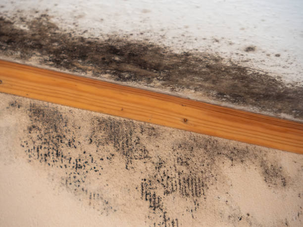 Best Water Damage & Mold Remediation  in Rahway, NJ